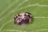 Adalia decempunctata